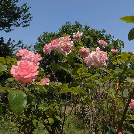 Apartament L'oleandro Alghero